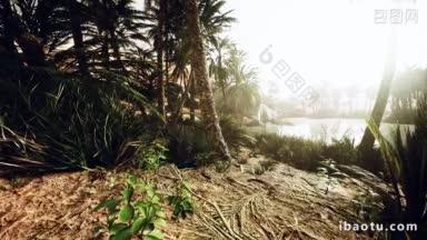棕榈绿洲小径是国家公园众多的热门旅游项目之一